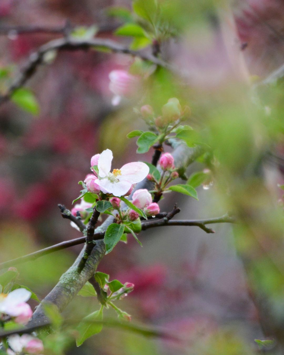 Fruitful Secrets: Ohio’s Hidden Gem of Fruit Tree Blooms