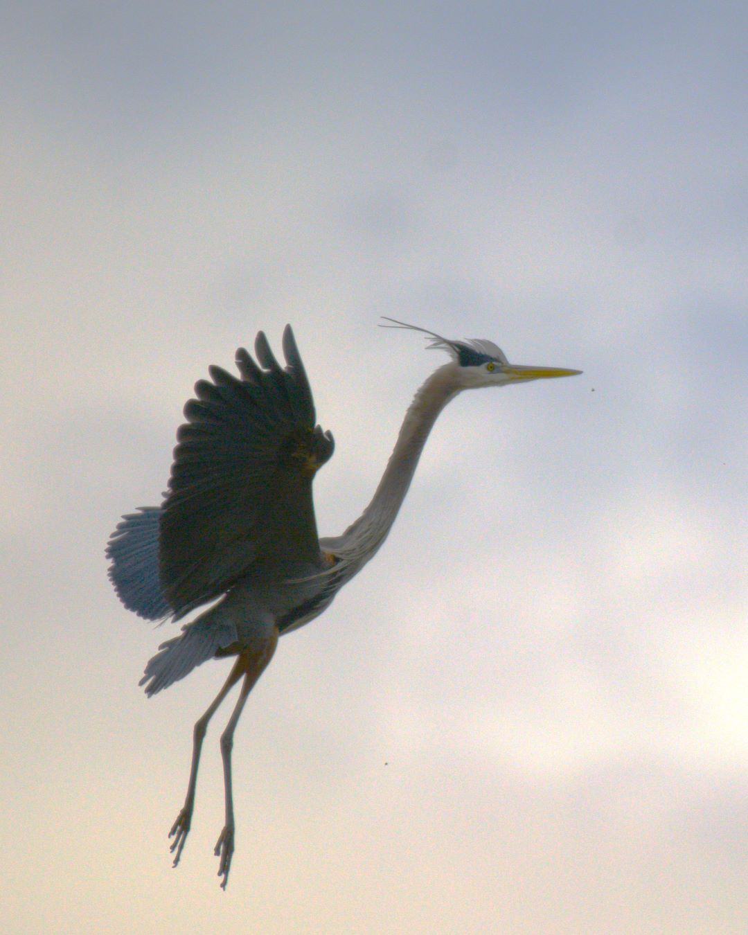 Builders of the Sky: Great Blue Herons Nesting in Cuyahoga Valley National Park