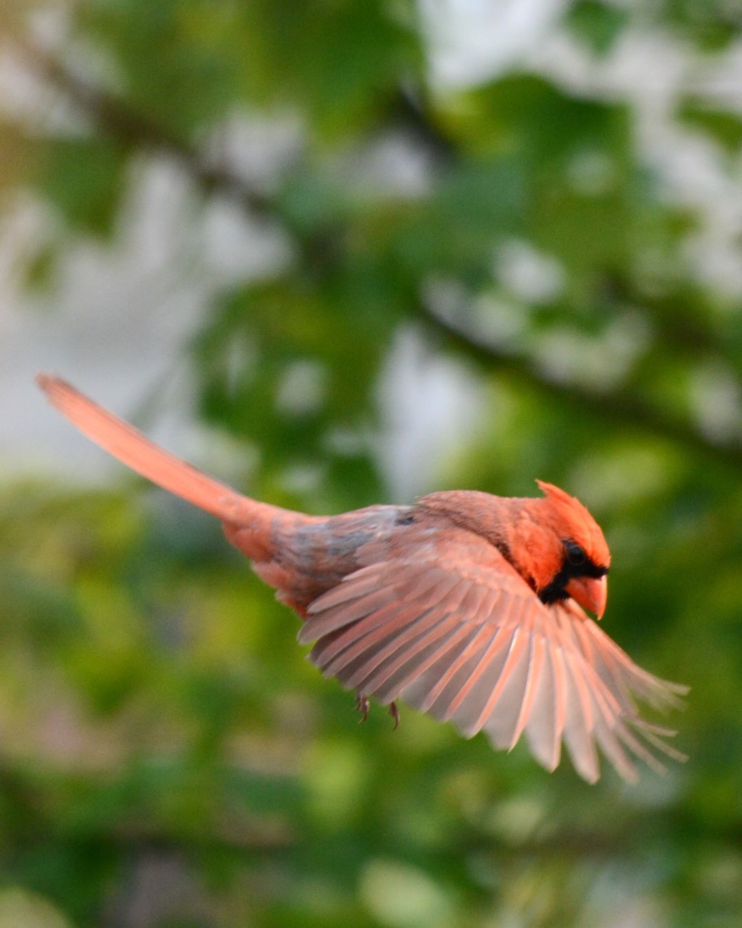 Red Cardinals: Ohio’s Iconic State Bird