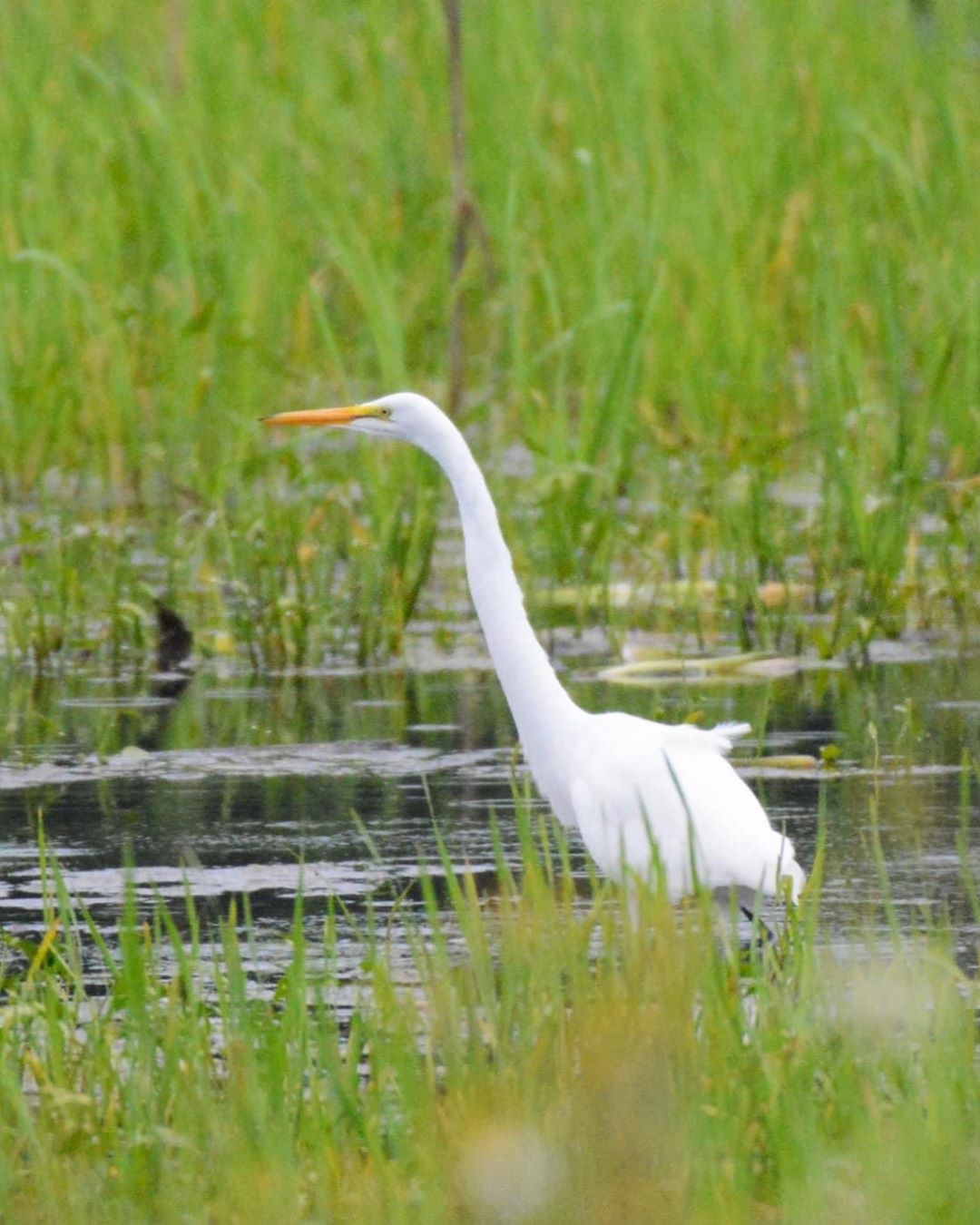 Majestic Great Egret: A Stunning Sight at Mentor Marsh, Near Headlands Beach!