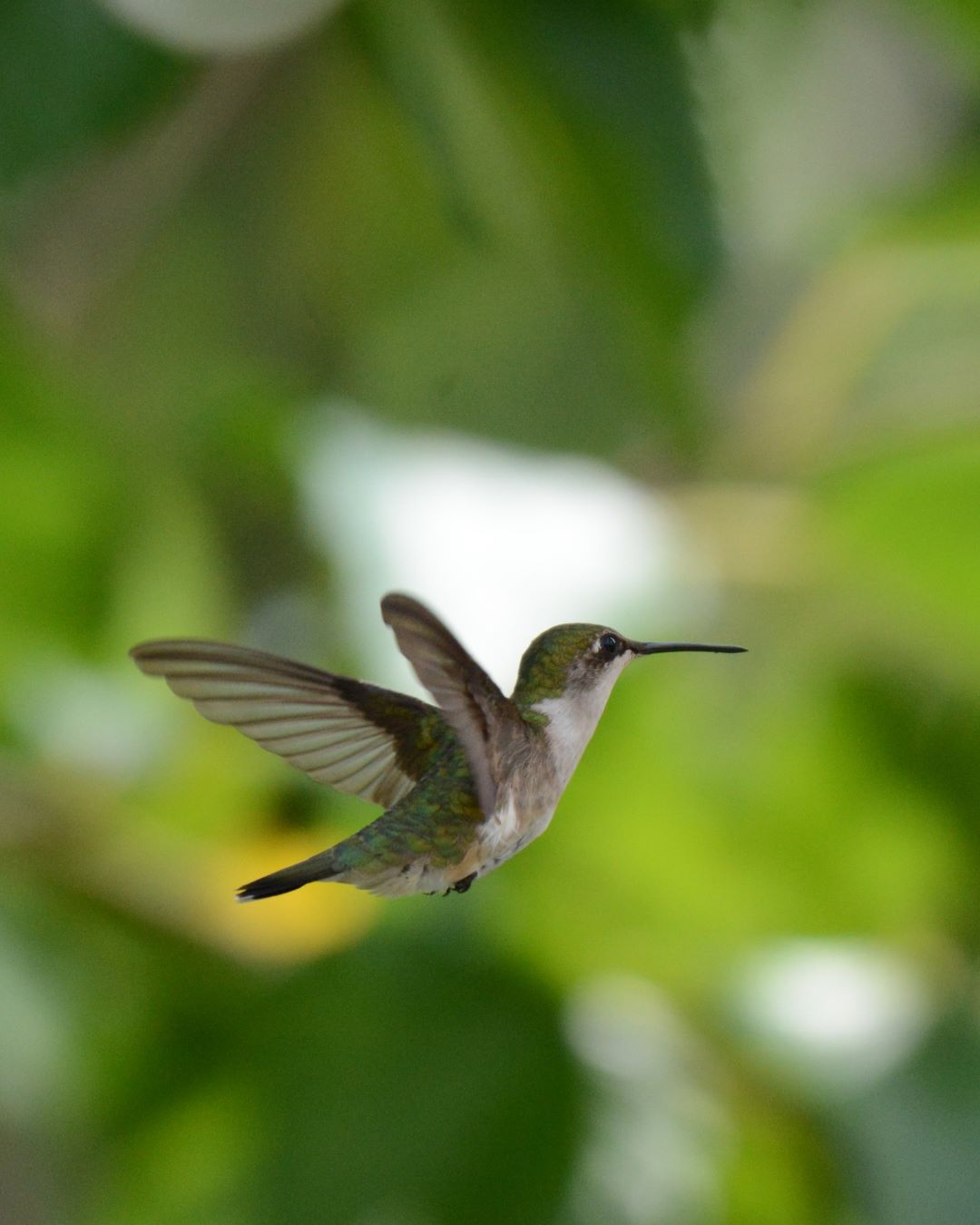 Mastering Hummingbird Photography: Shutter Mode Takes the Lead in Capturing Elegance