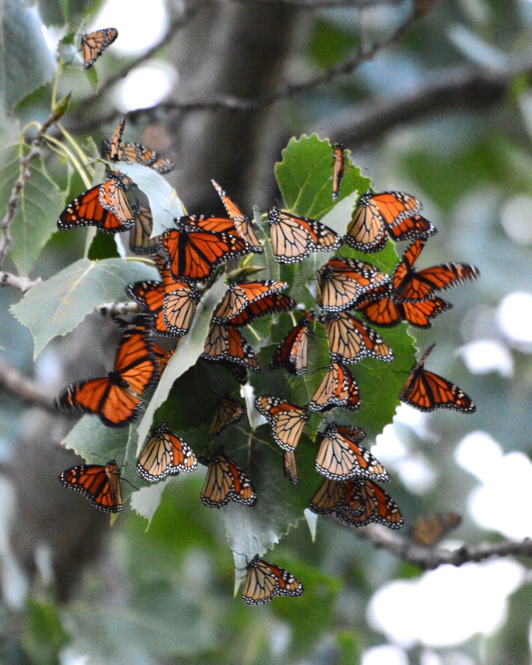 The Cleveland Metro Parks: A Vital Stopover for Monarchs