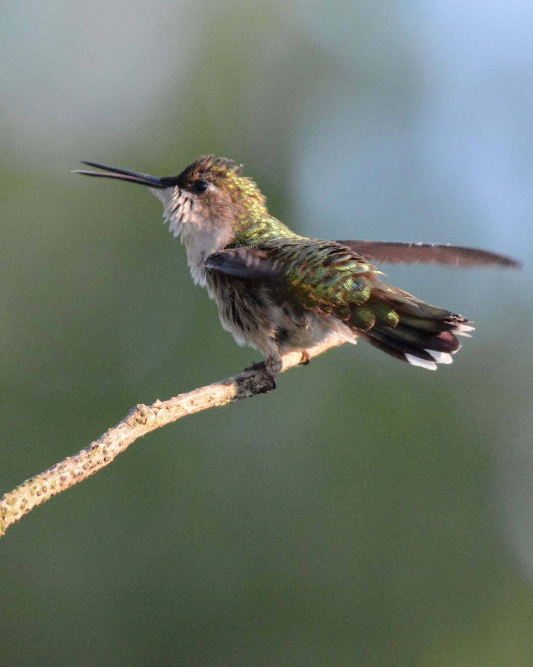 Nature’s Jewels: Photographing Ruby-Throated Hummingbirds